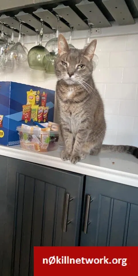 Lost cat in New Egypt, NJ, 8533