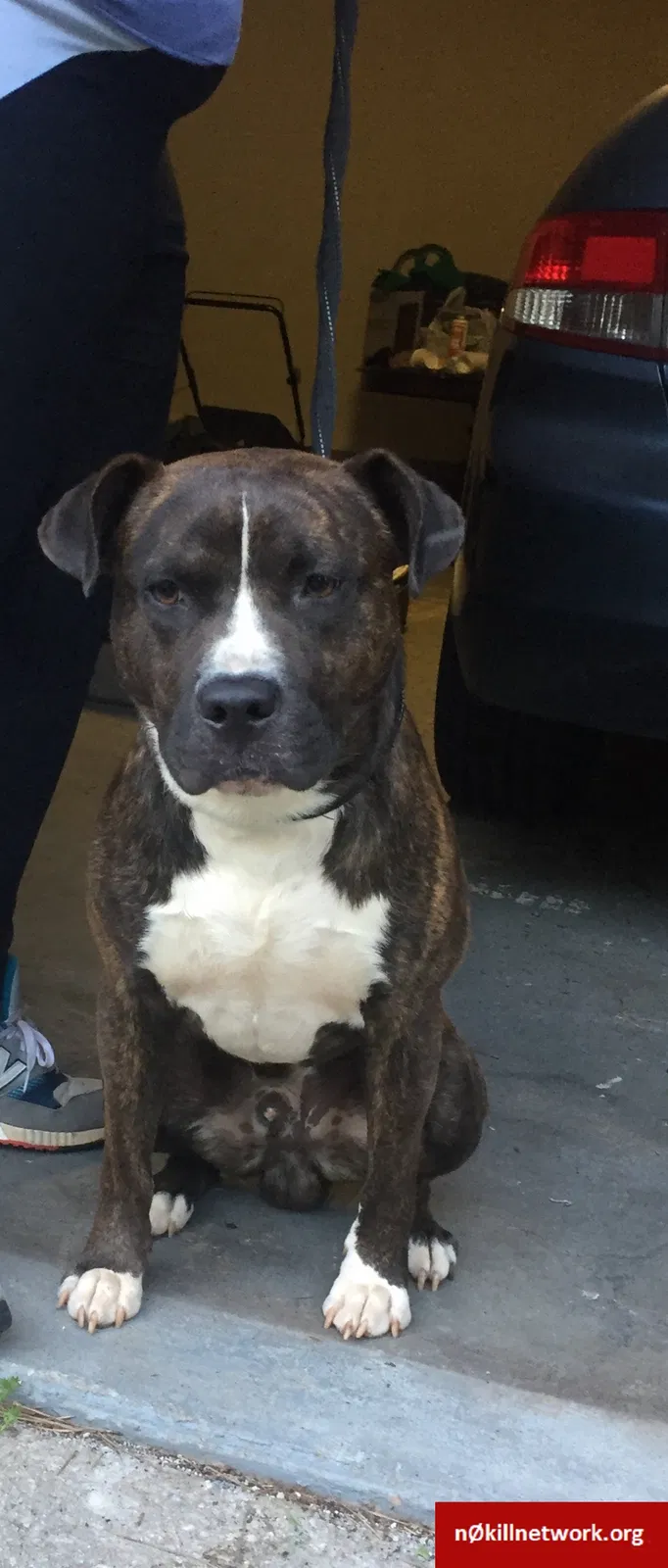 Lost dog in Port Saint Lucie, FL, 34983