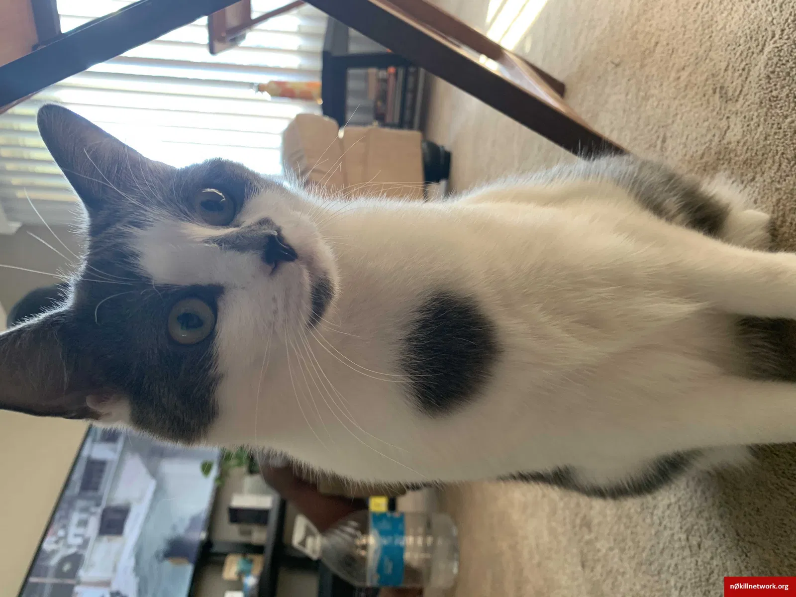 Lost cat in Cleveland, OH, 44134