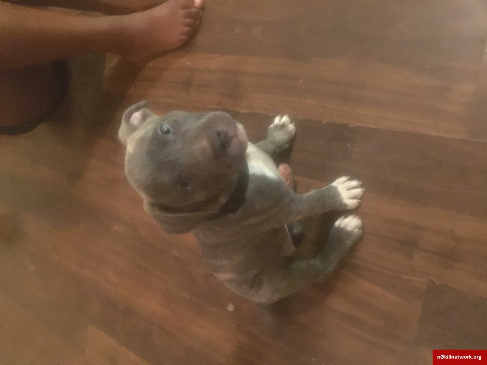 Lost dog in Port Saint Lucie, FL, 34983