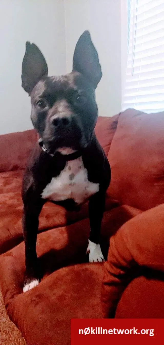 Lost dog in Moss Point, MS, 39562