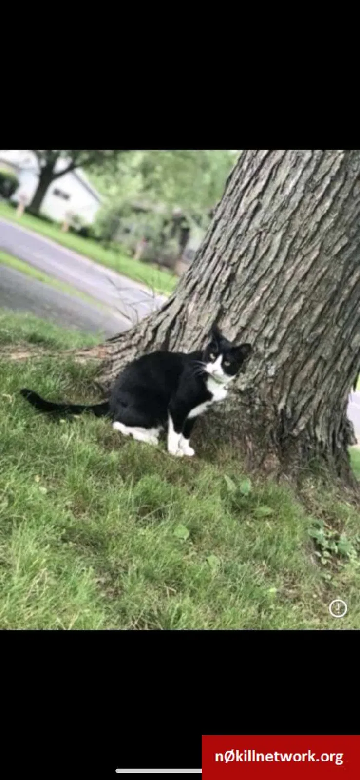 Lost cat in East Moline, IL, 61244