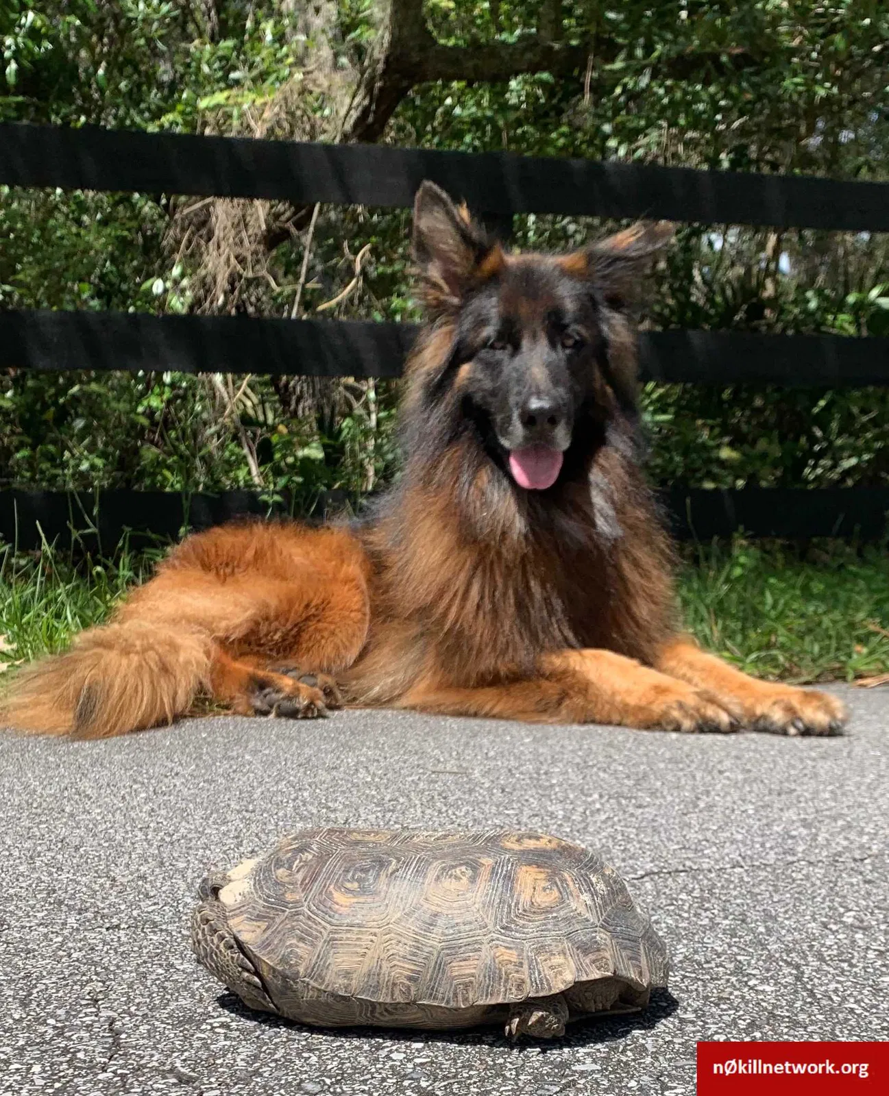 Lost dog in Winter Springs, FL, 32708