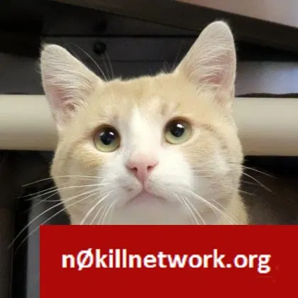 Lost cat in Chelsea, MI, 48118