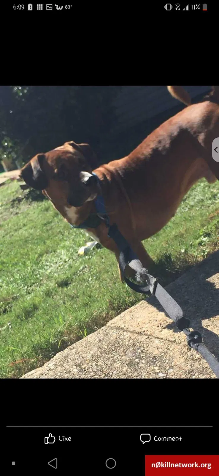 Lost dog in Moss Point, MS, 39562