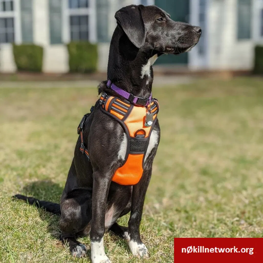 Lost dog in Winston Salem, NC, 27106