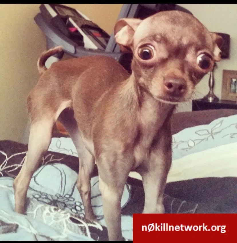 Lost dog in West Chicago, IL, 60185