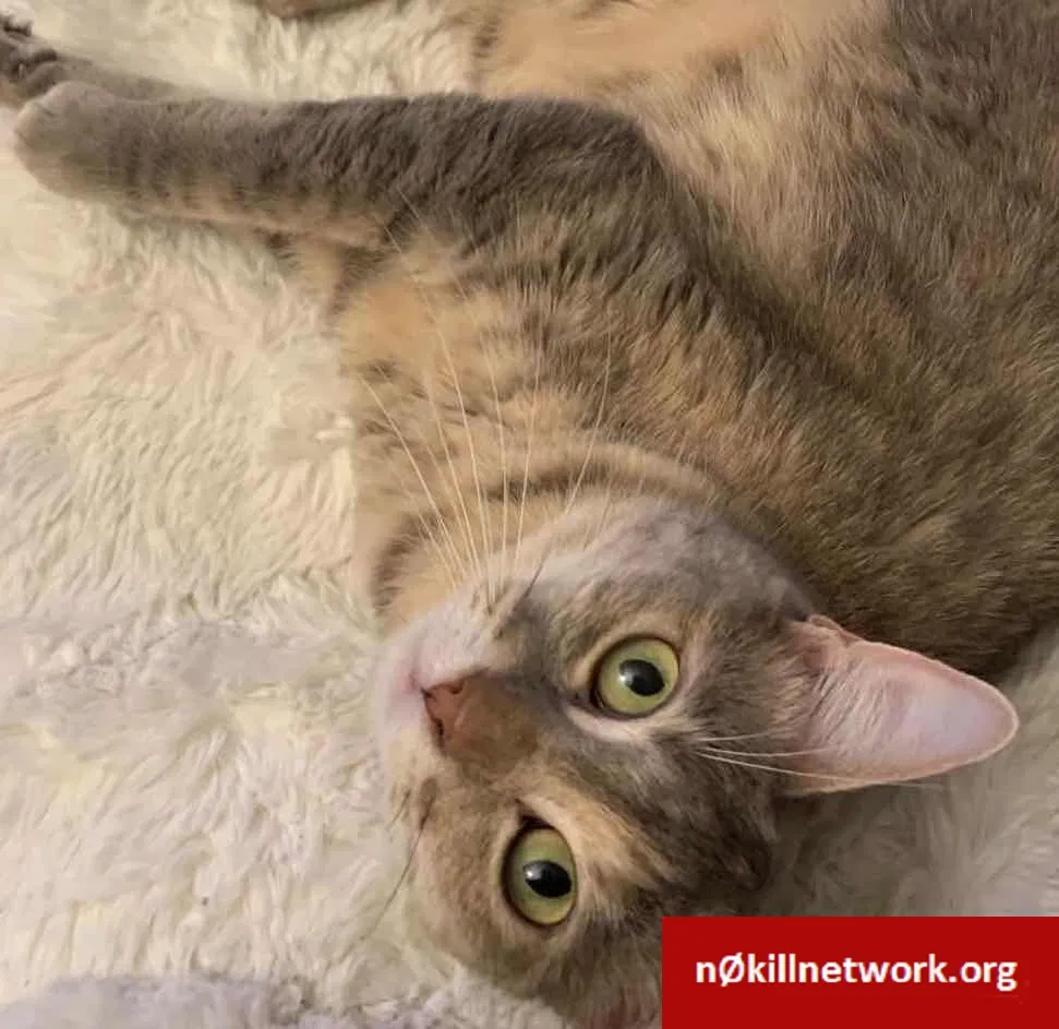 Lost cat in Campbell, CA, 95008