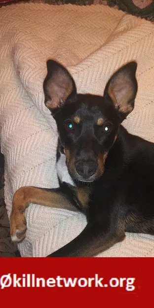 Lost dog in Wichita, KS, 67211