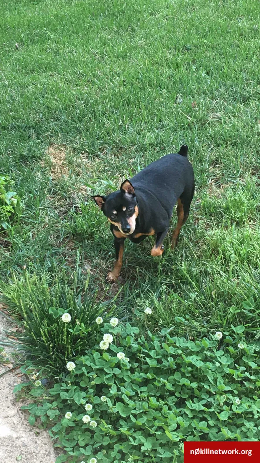 Lost dog in Roanoke, VA, 24018