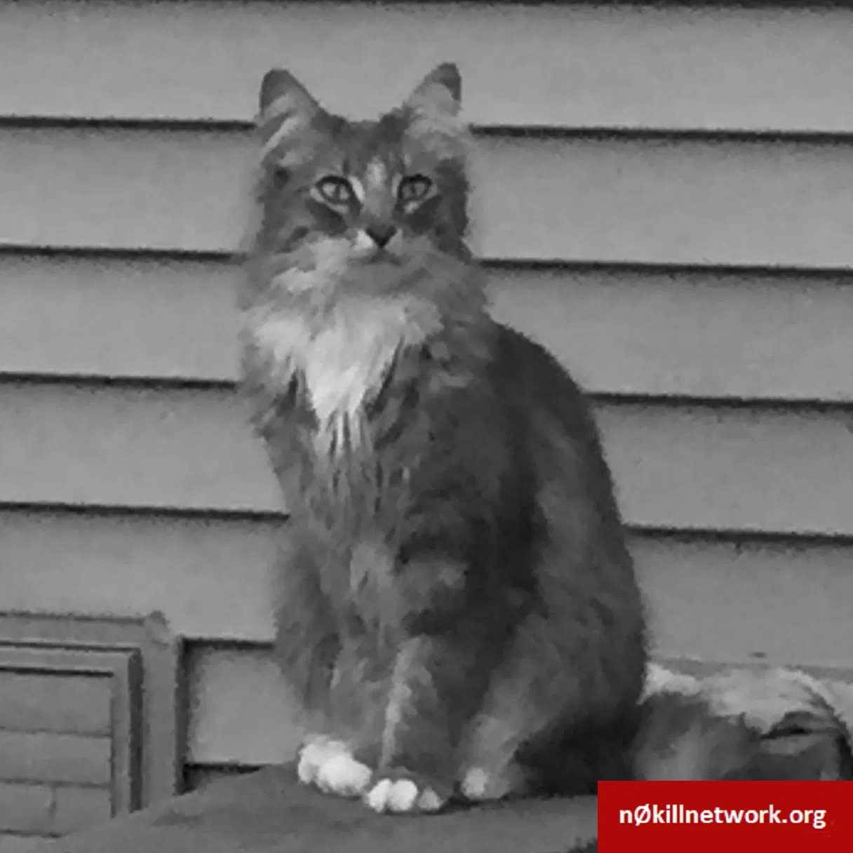 Lost cat in Malvern, AR, 72104