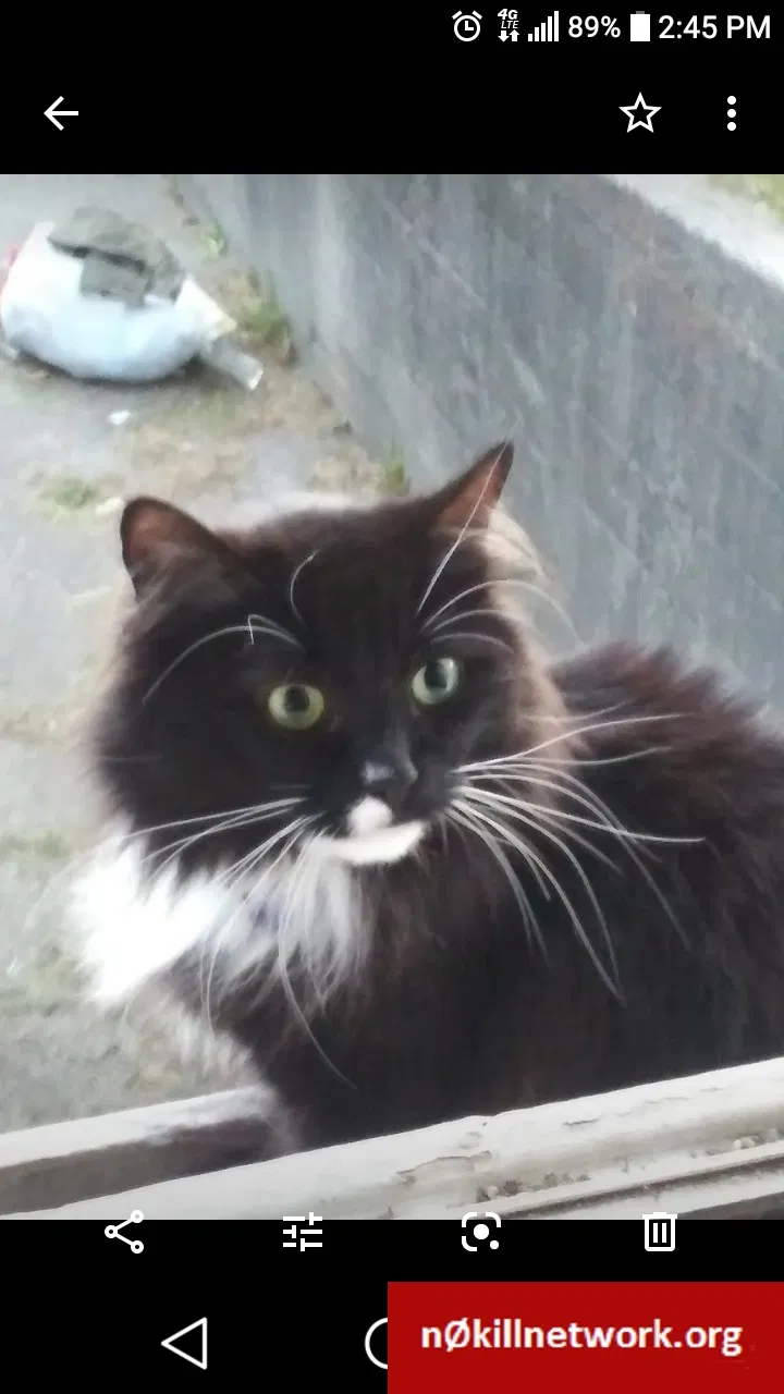 Lost cat in Seattle, WA, 98115