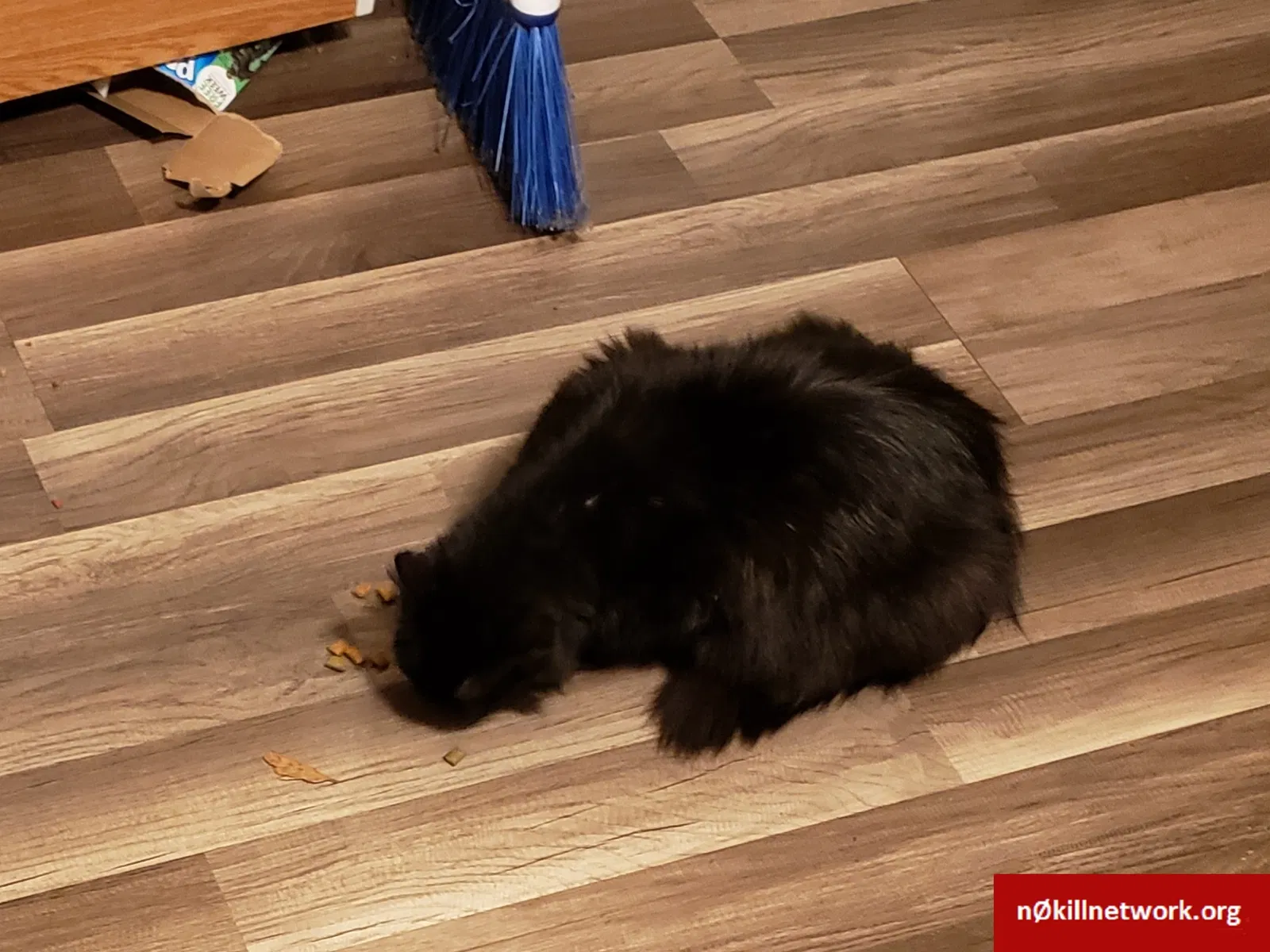 Lost cat in Fernandina Beach, FL, 32034