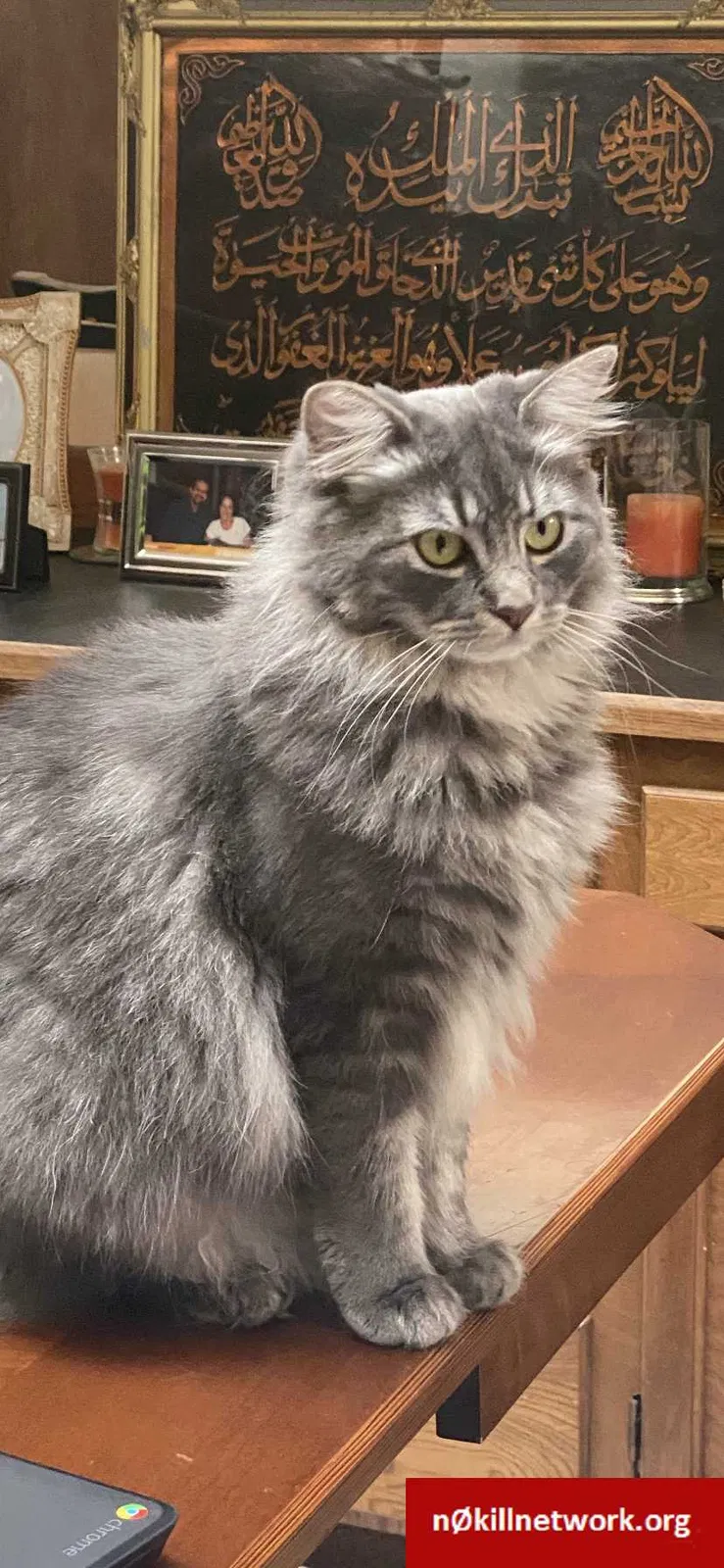Lost cat in Portland, OR, 97223