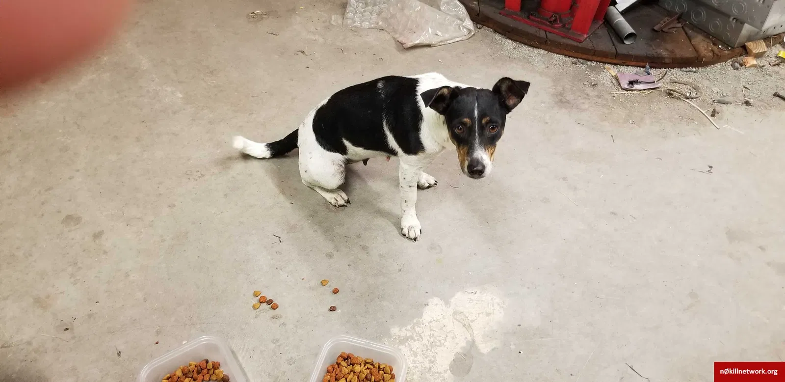 Found dog in Pearland, TX, 77584
