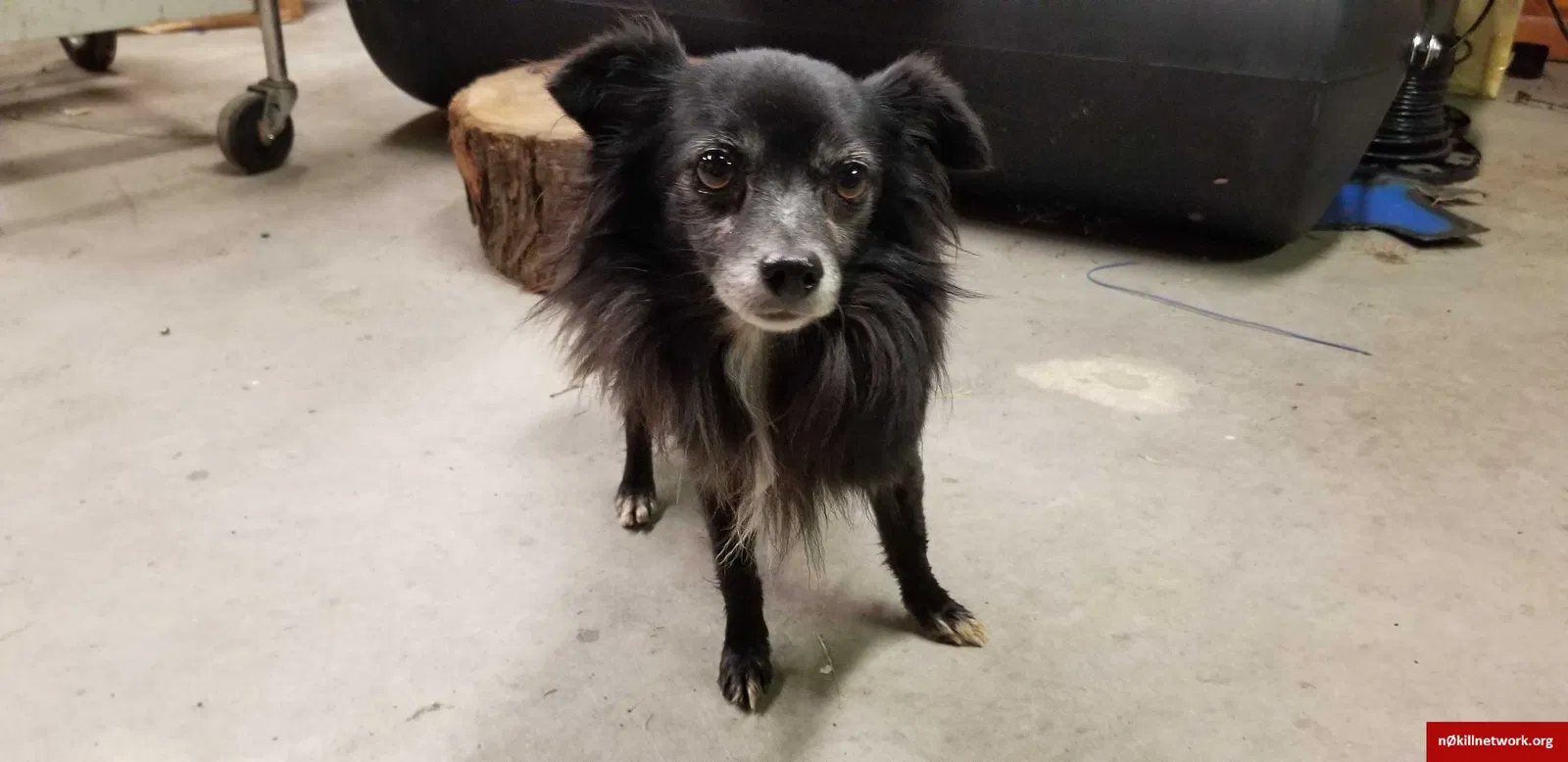 Found dog in Pearland, TX, 77584