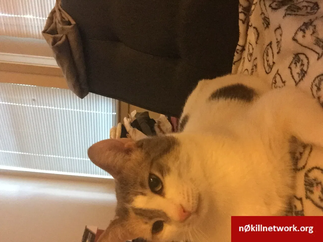 Lost cat in Stratford, CT, 6615