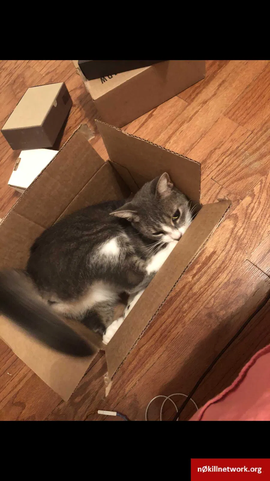 Lost cat in Brandon, FL, 33511