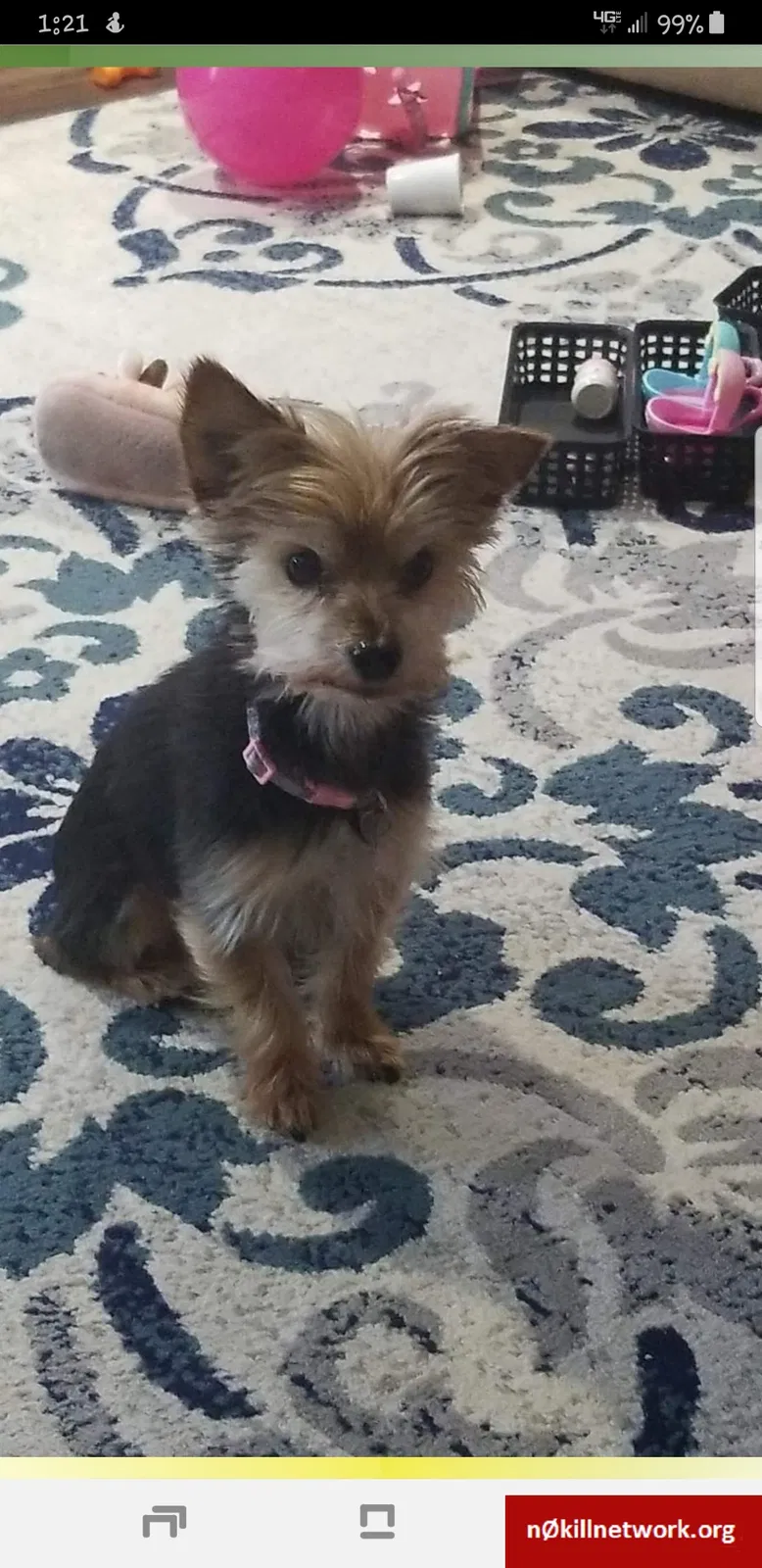 Lost dog in Toledo, OH, 43611