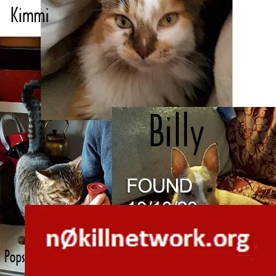 Lost cat in Dickinson, ND, 58601