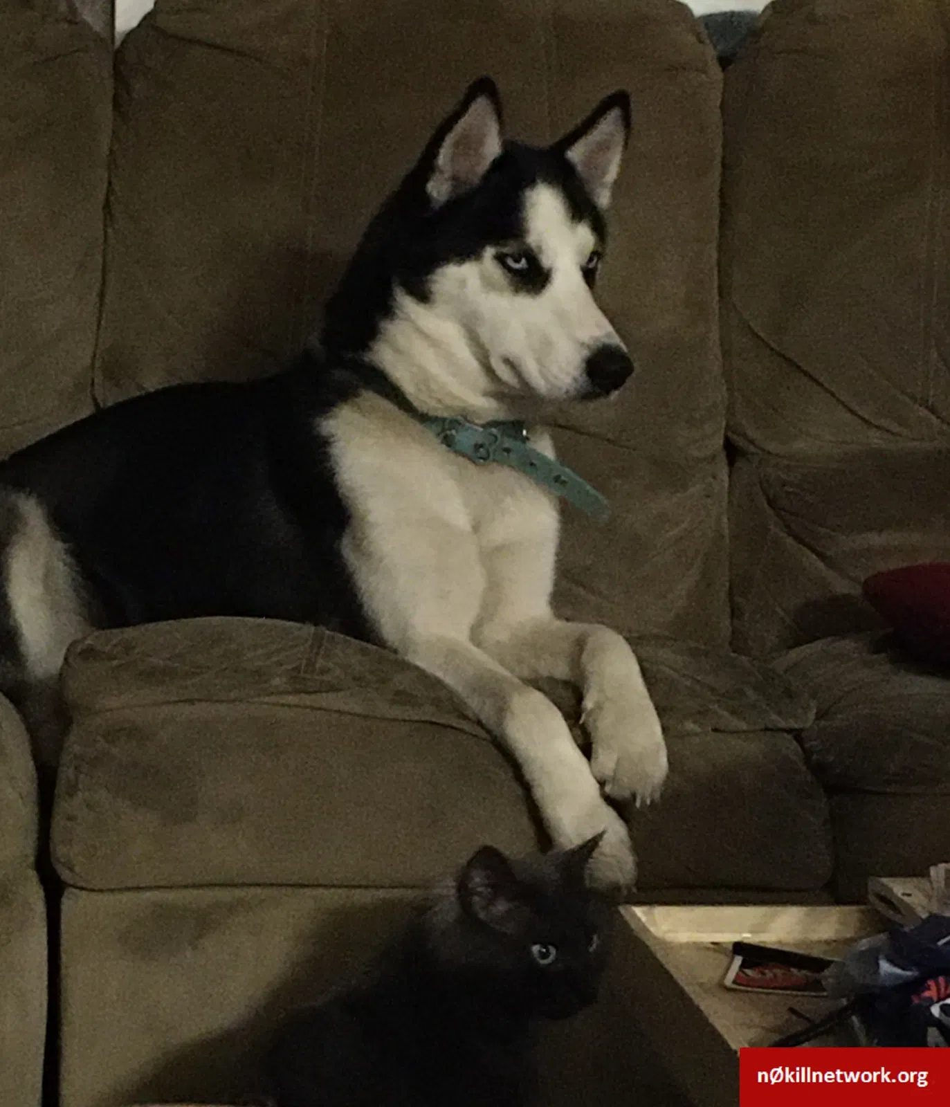 Lost dog in Quincy, IN, 47456
