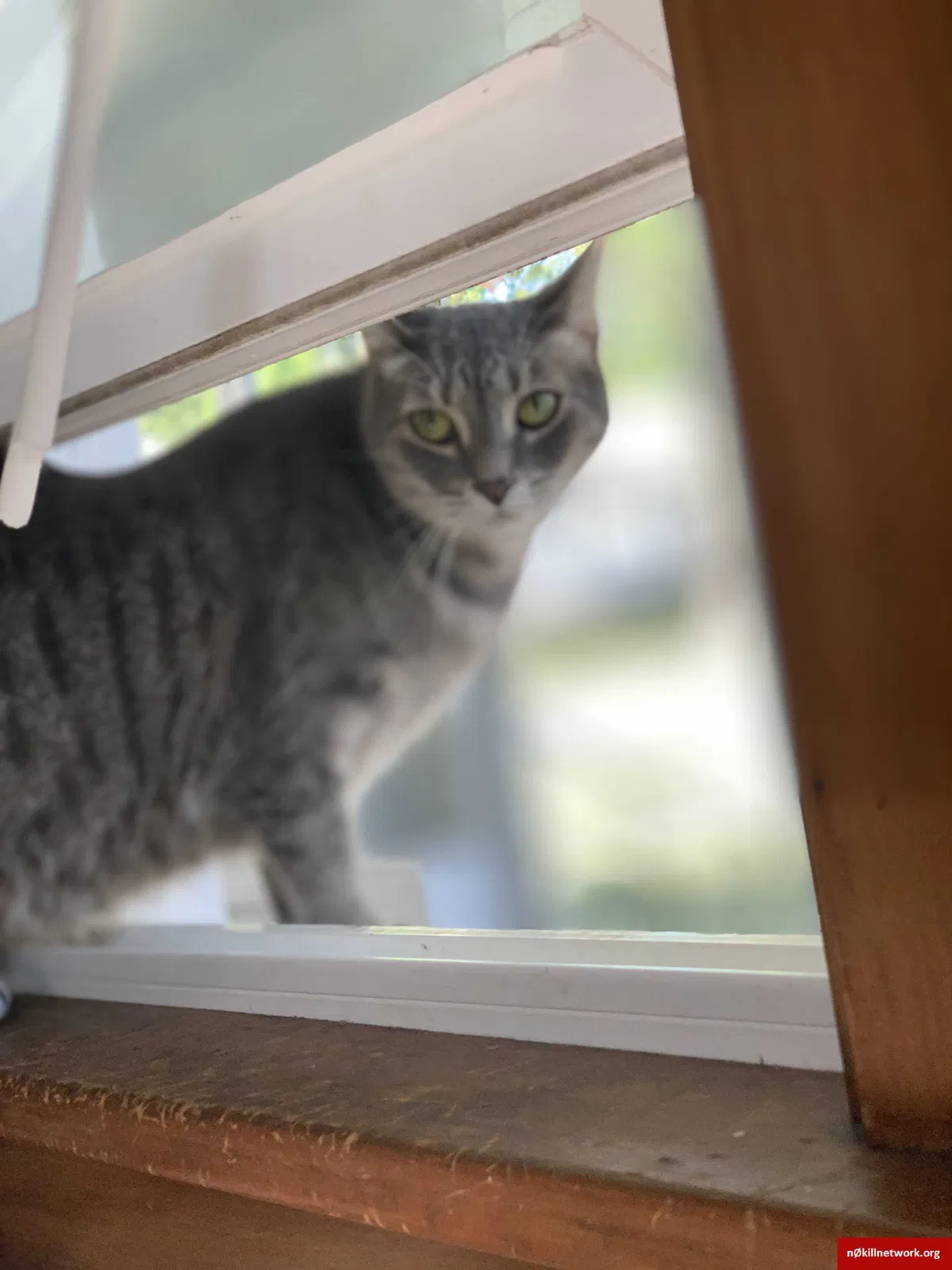 Lost cat in Toledo, OH, 43613