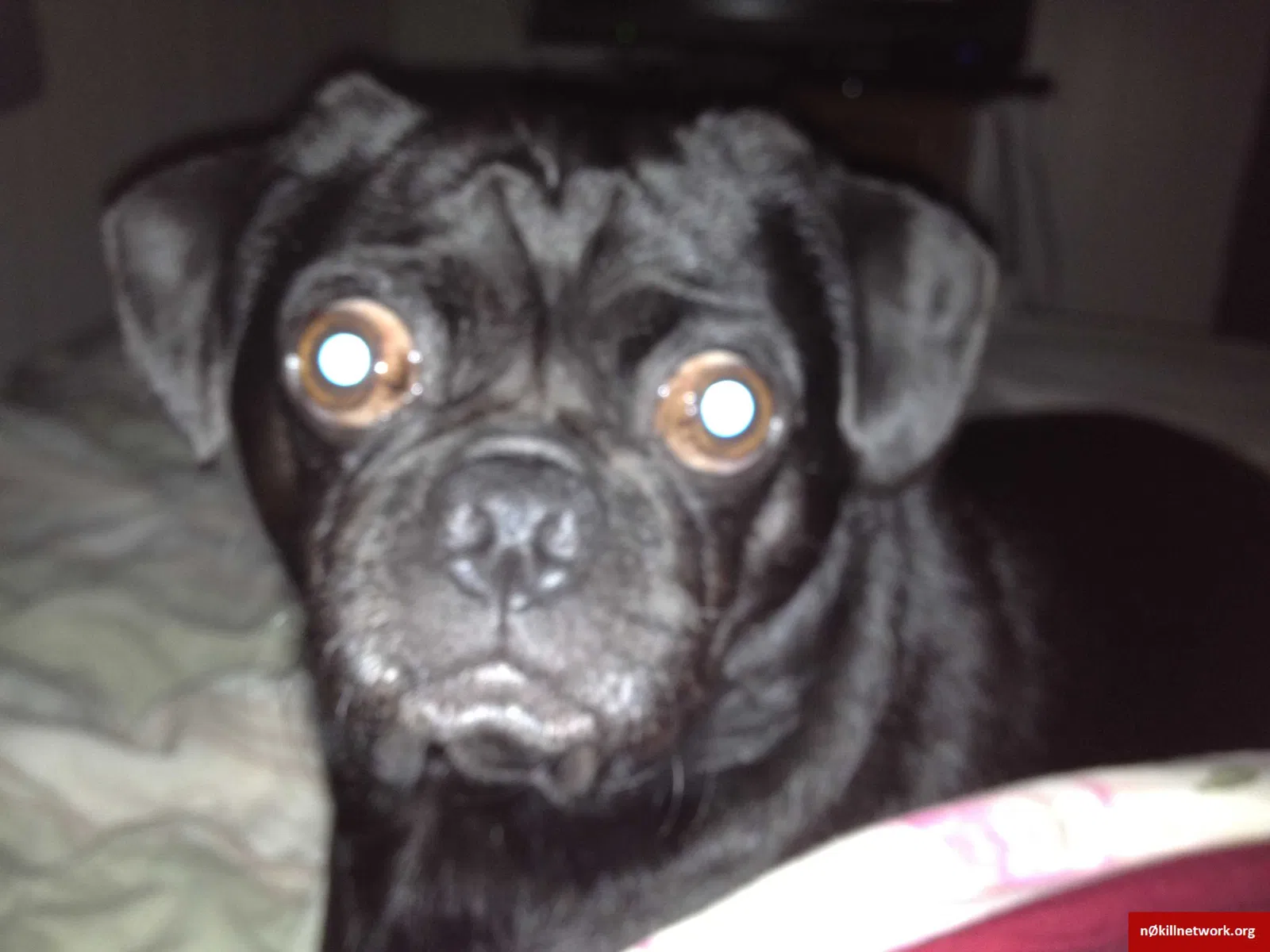 Lost dog in Welsh, LA, 70591