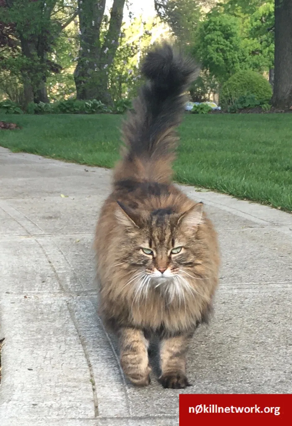 Lost cat in Columbus, OH, 43220