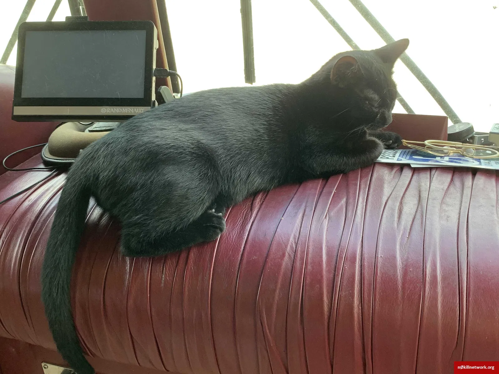 Lost cat in Clermont, FL, 34714
