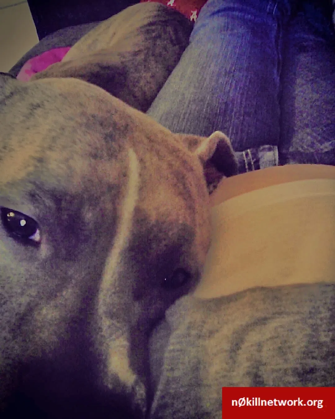 Lost dog in Athens, AL, 35614