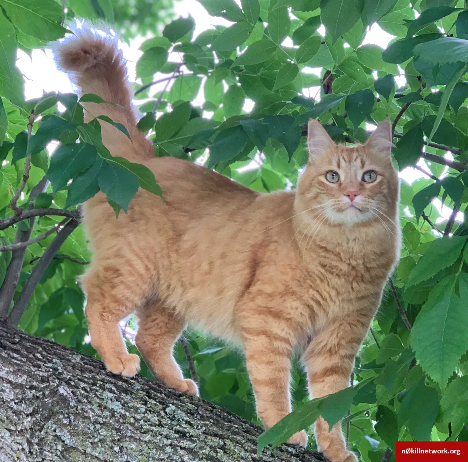 Lost cat in Saint Paul, MN, 55125