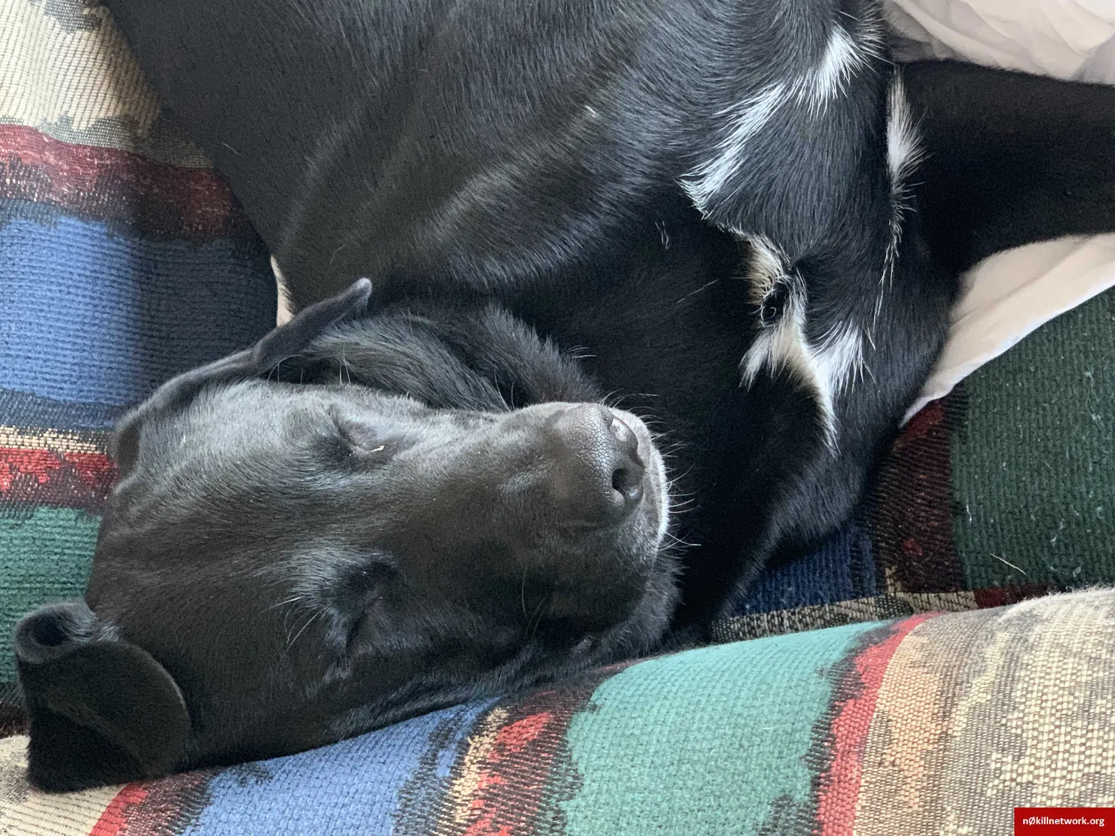 Lost dog in Denton, NC, 27239
