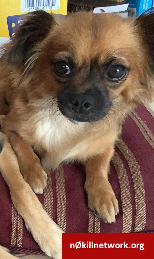 Lost dog in Fontana, CA, 92336