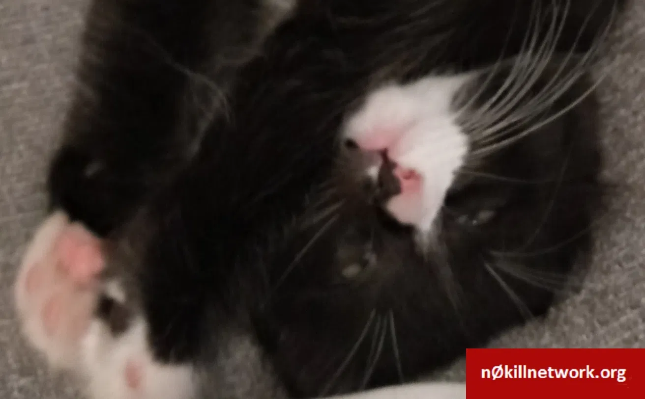 Lost cat in Minneapolis, MN, 55404