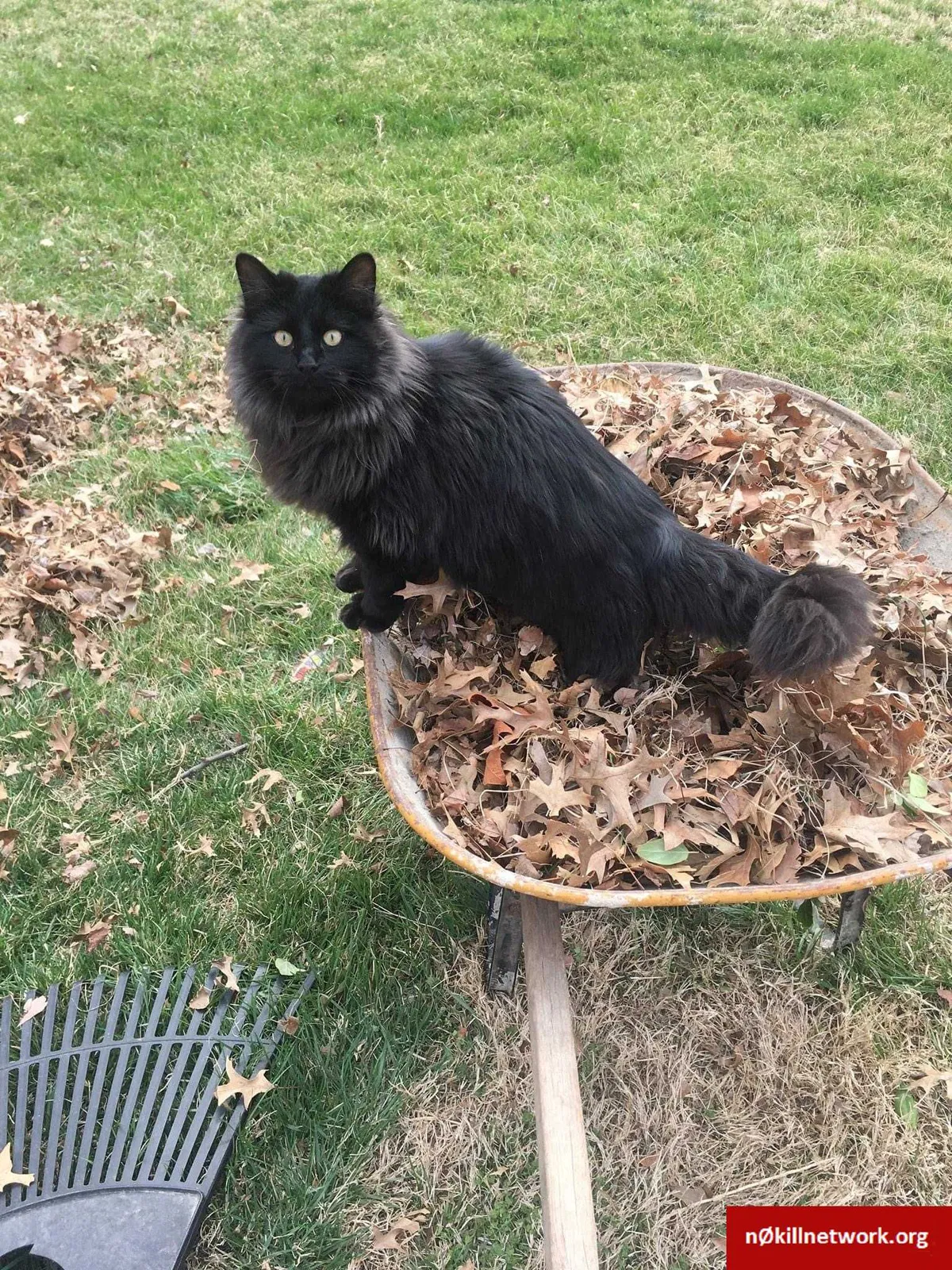 Missing Cat