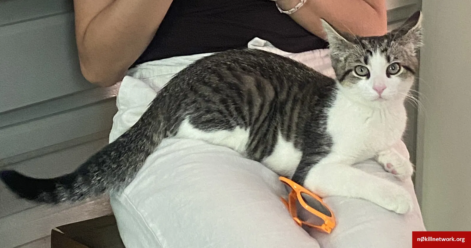 Lost cat in Falls Church, VA, 22042