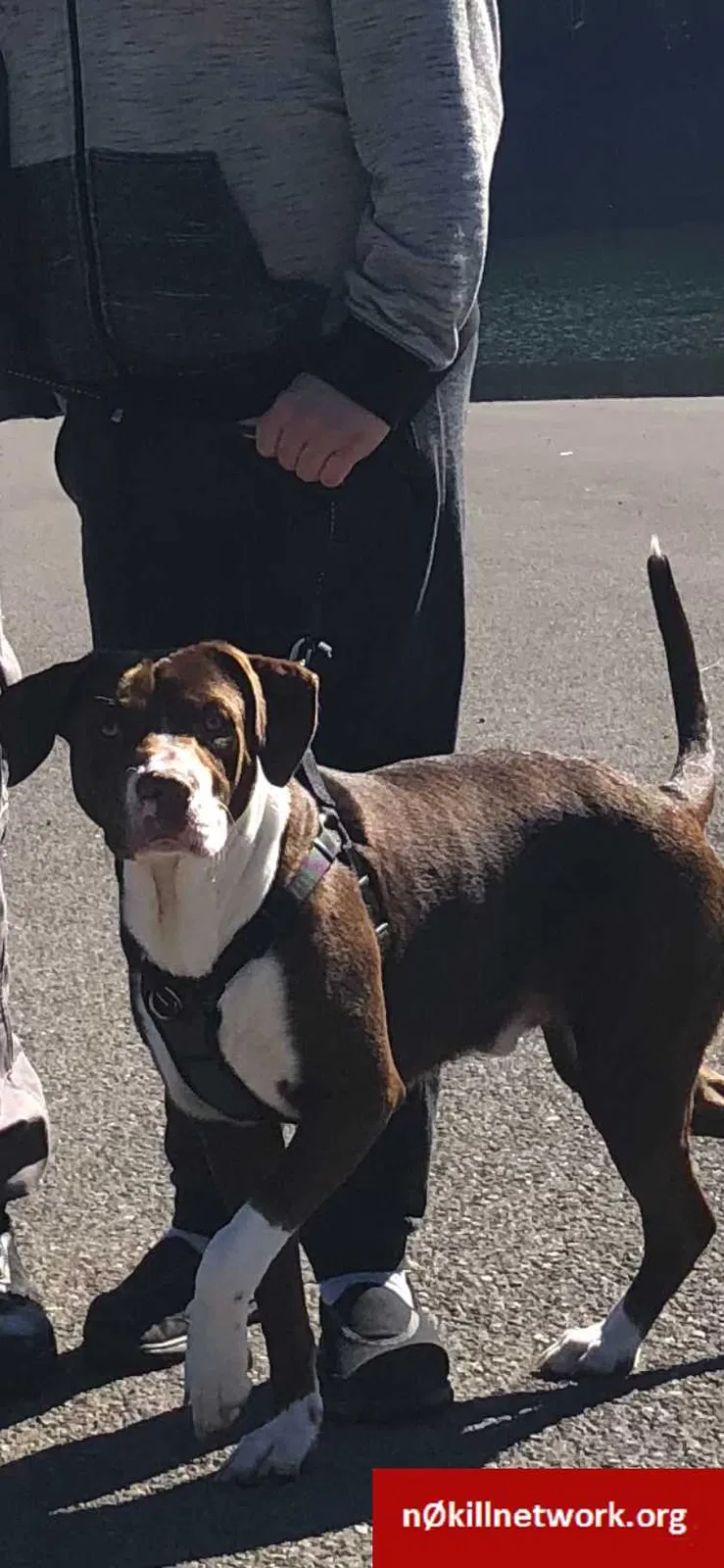 Lost dog in Portland, OR, 97223