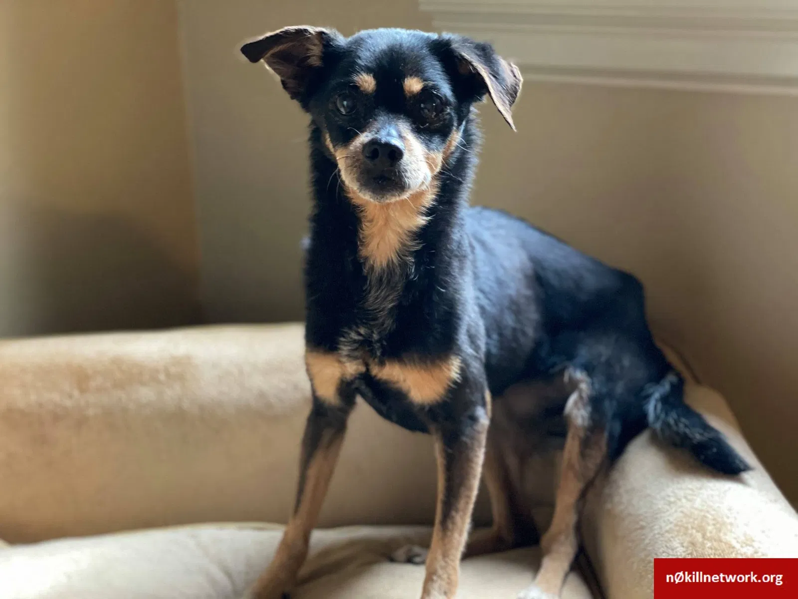 Lost dog in Birmingham, AL, 35244