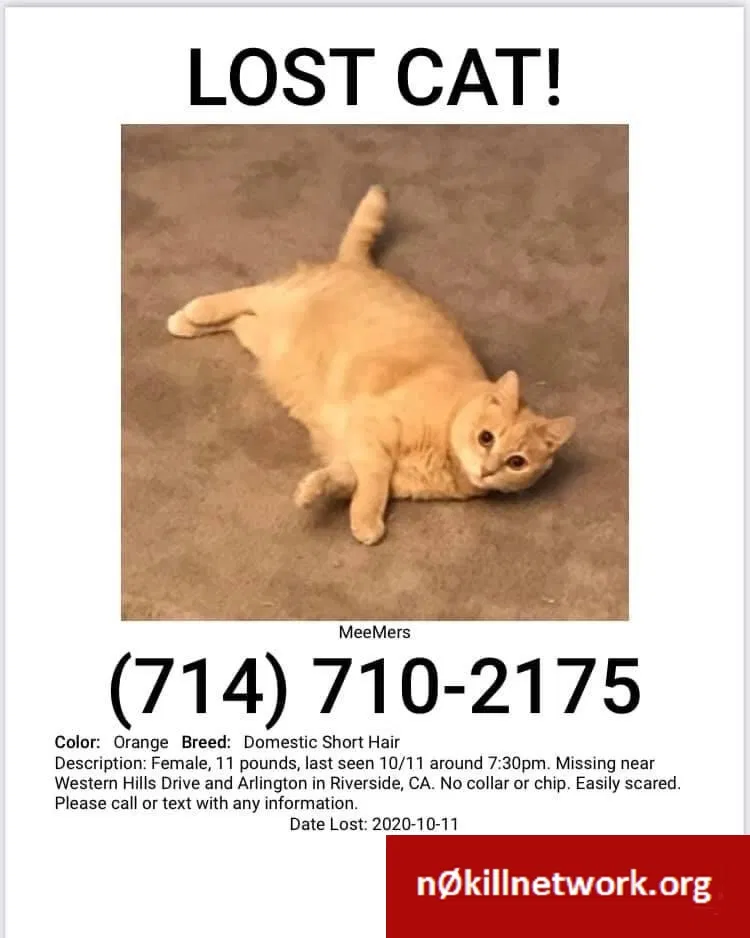 Lost cat in Riverside, CA, 92505