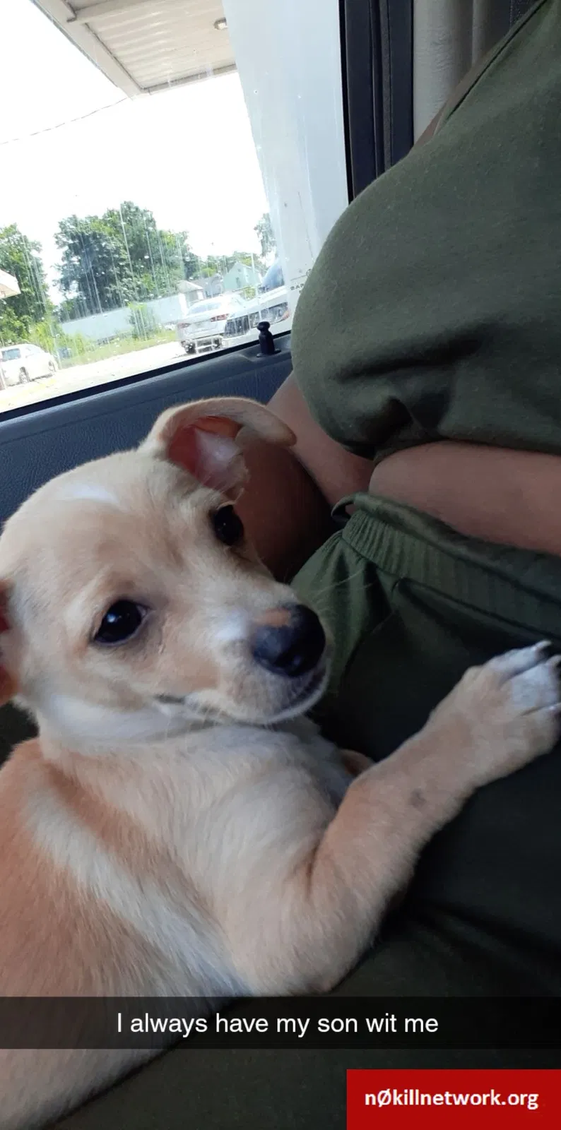 Lost dog in Grand Rapids, MI, 49507