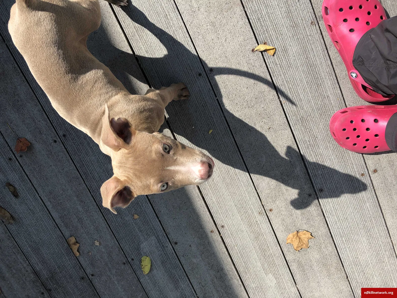 Lost dog in Silver Spring, MD, 20906