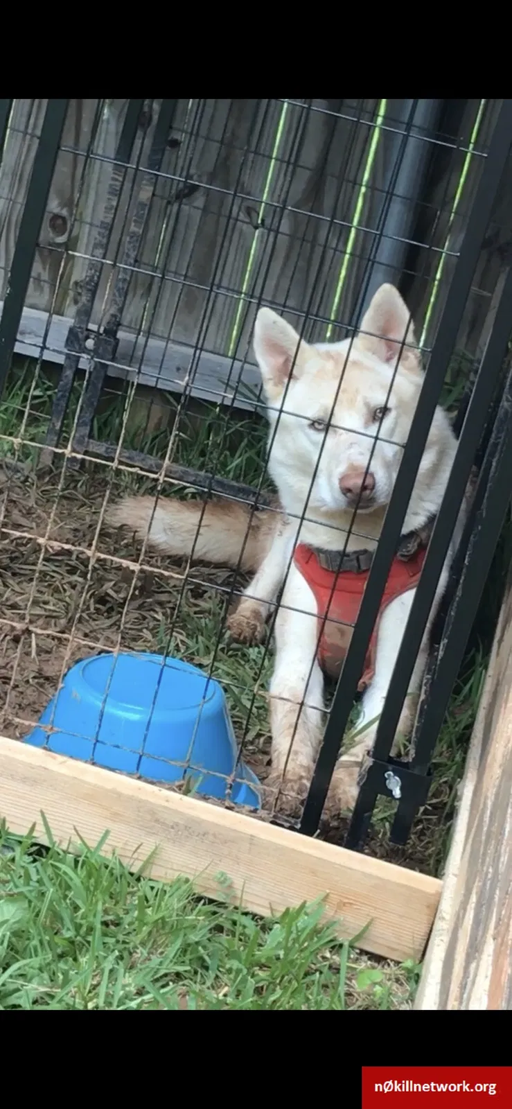 Lost dog in Bossier City, LA, 71112