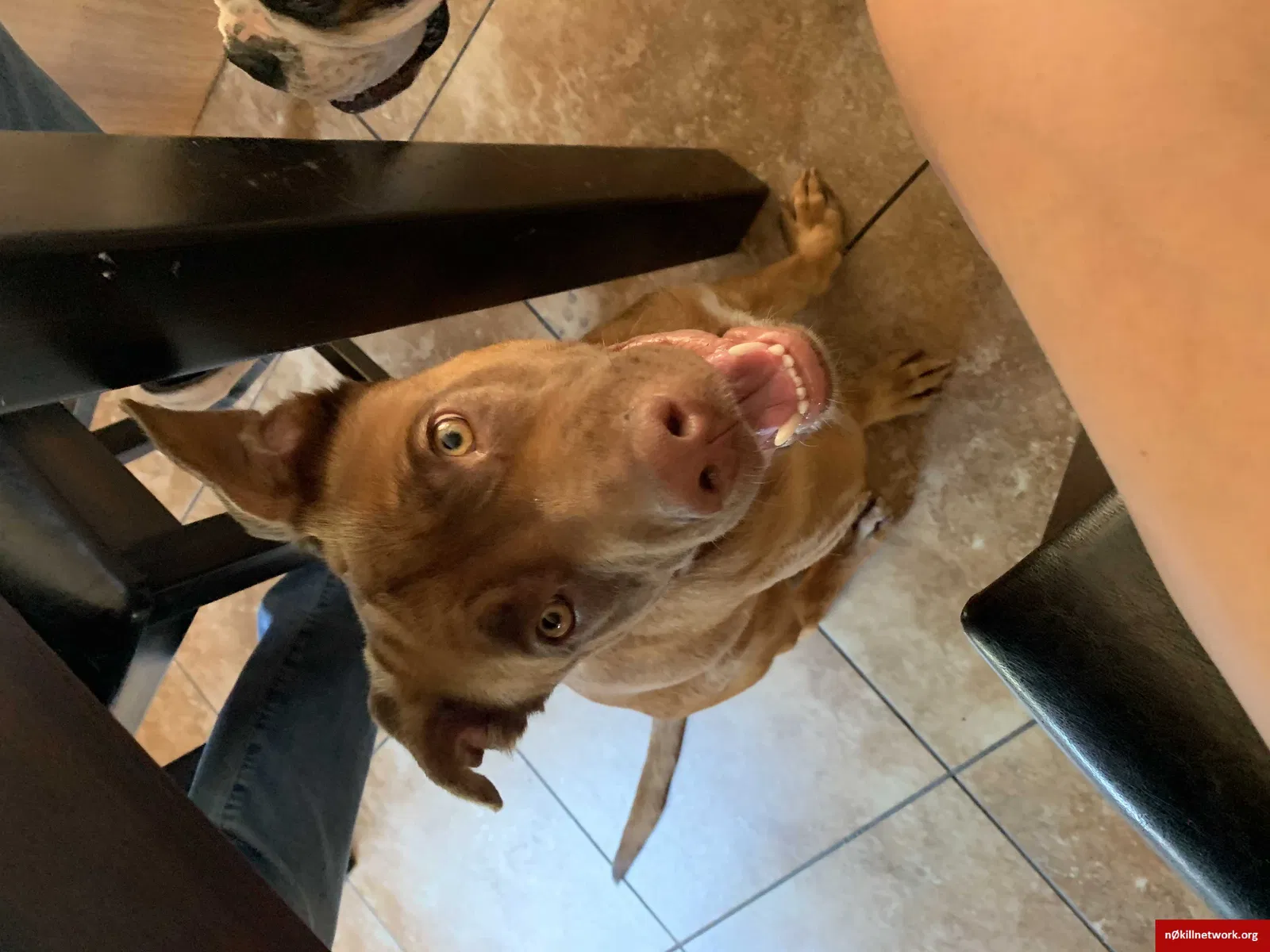 Lost dog in Colorado Springs, CO, 80923