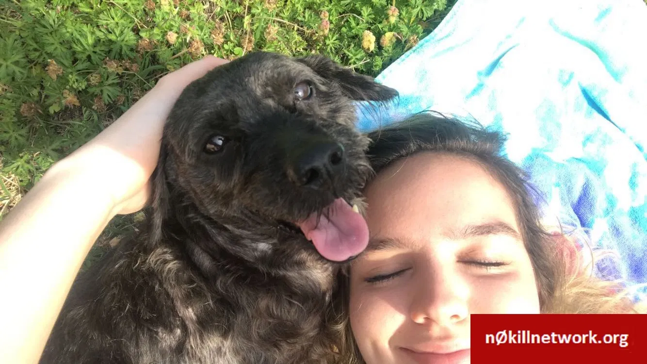 Lost dog in Lenoir City, TN, 37772