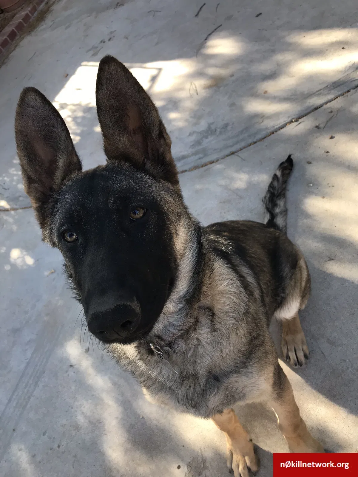 Lost dog in El Paso, TX, 79932