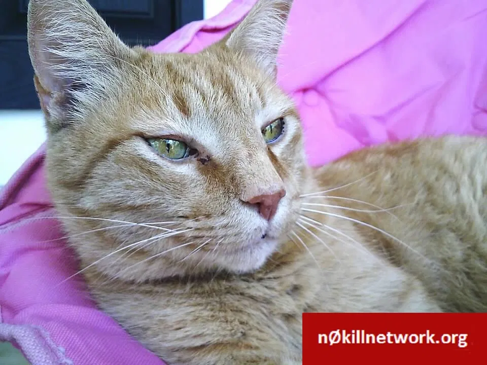 Lost cat in Eads, TN, 38028