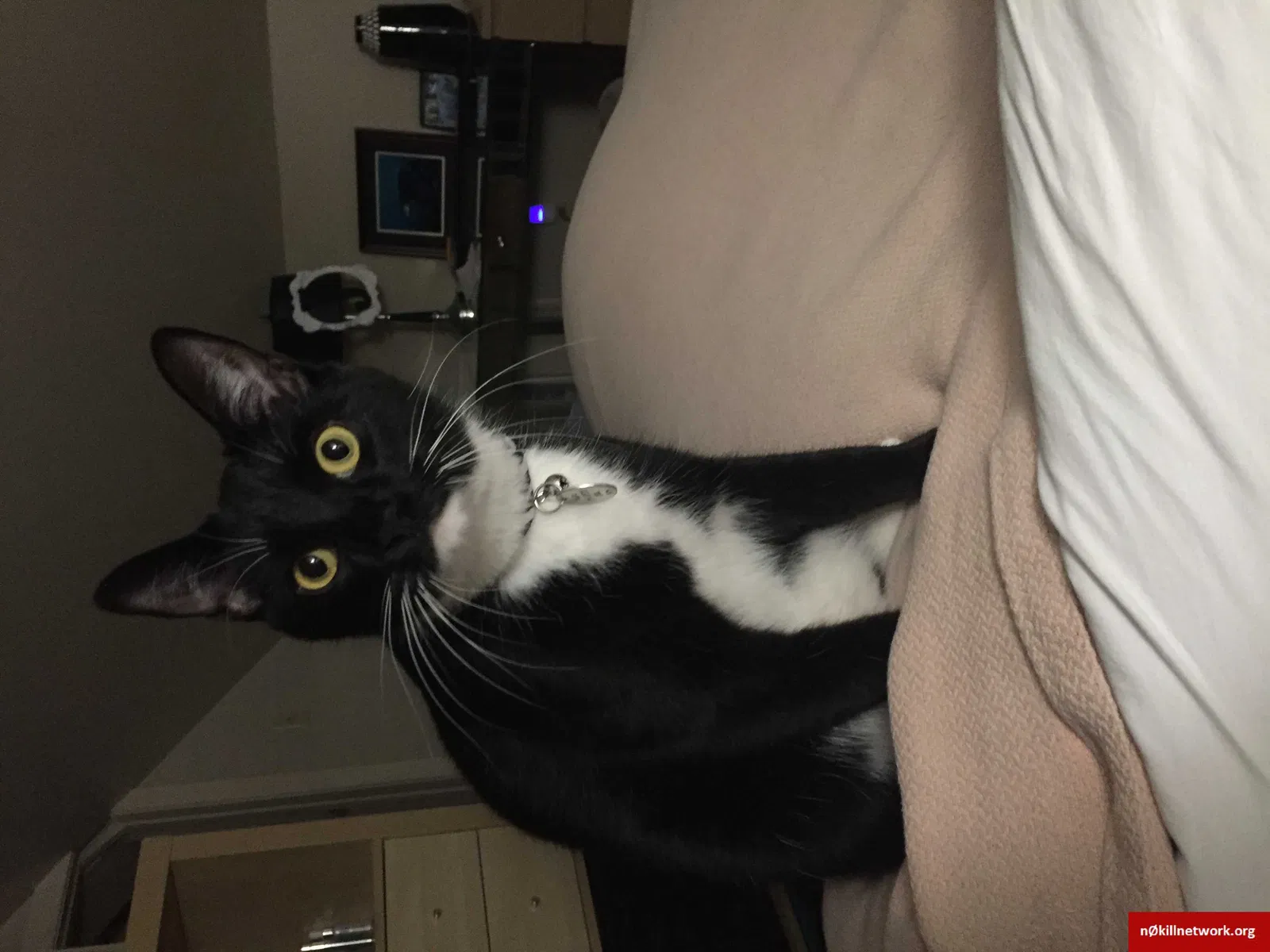 Lost cat in Pittsburgh, PA, 15216