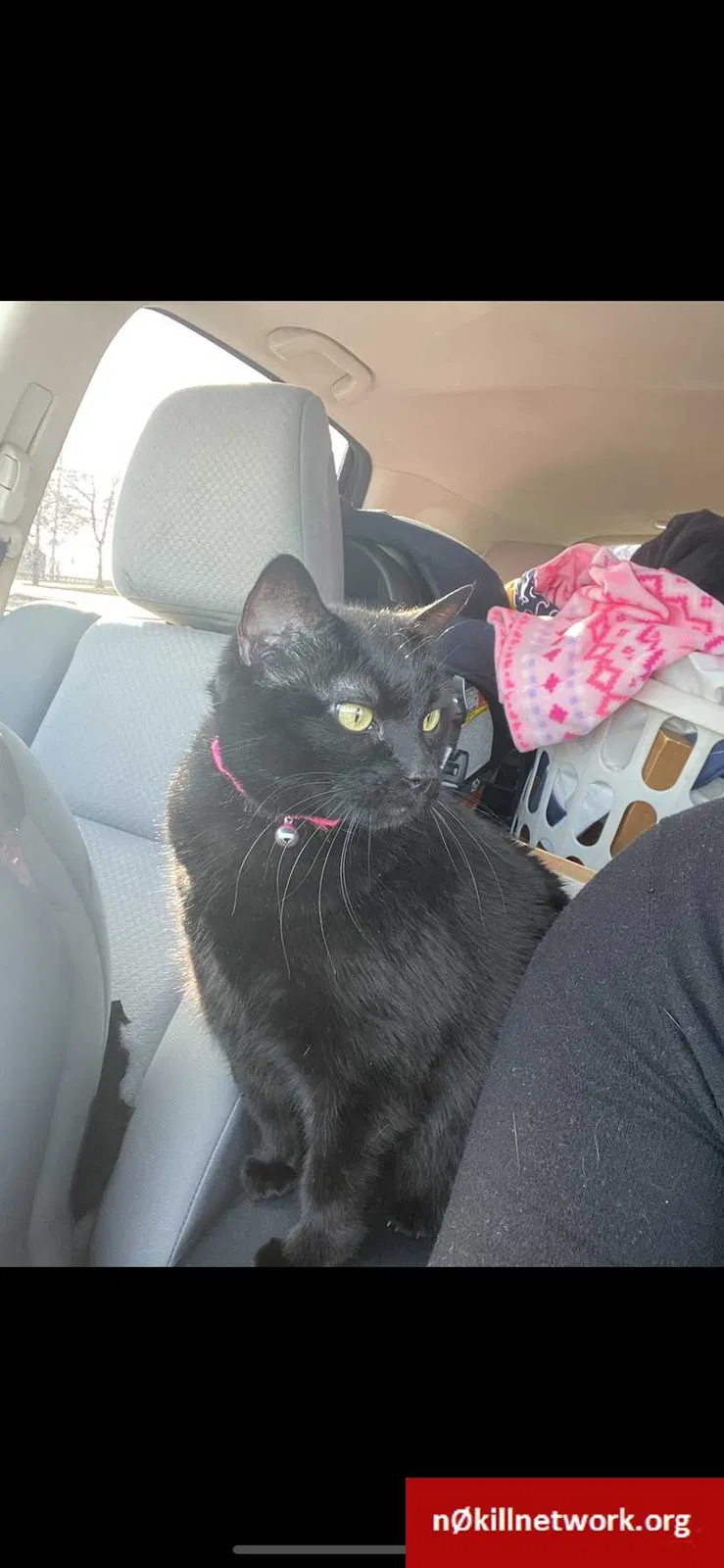 Lost cat in Dayton, OH, 45440