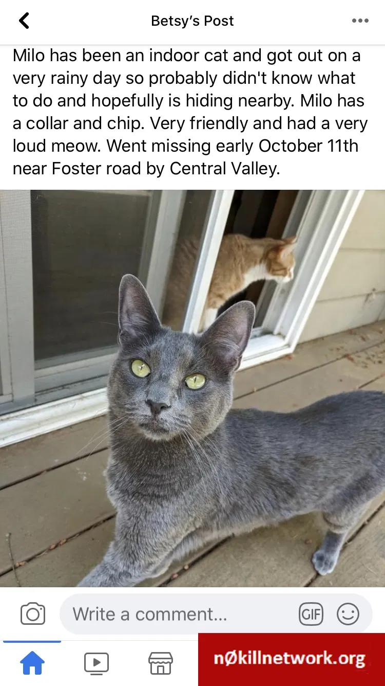 Lost cat in Bremerton, WA, 98311