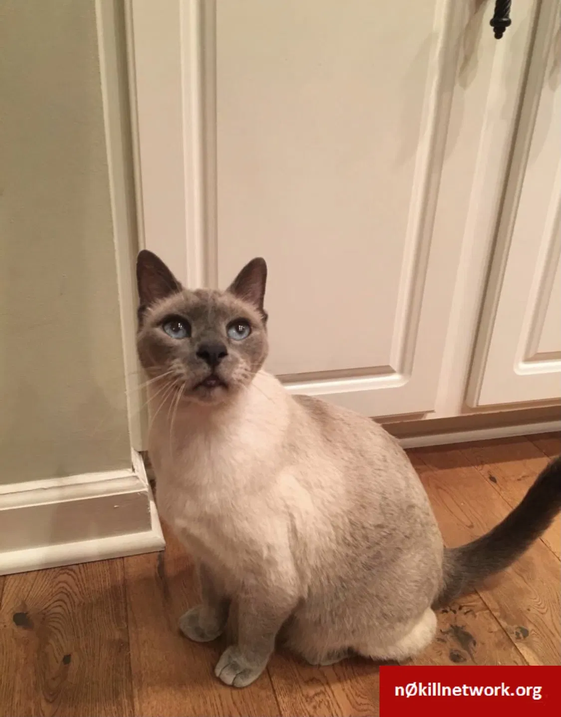 Lost cat in Cary, NC, 27519
